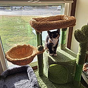 Lilly is registered to the contest to win money with this photo: animal, beige, calico_cat, cat, cat_bed, cat_tree, cozy, curious, daylight, domestic, feline, furniture, green, home, indoor, perched, pet, relaxation, sunlight, window