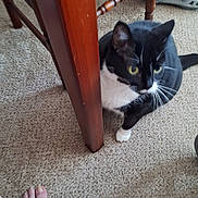 Coco joined the competition — help win amazing prizes! animal, black_and_white, carpet, cat, close_up, curious, domestic_animal, floor, foot, furniture, household, indoor, mammal, paw, pet, resting, table_leg, tuxedo_cat, whiskers, wooden_table