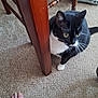 animal, black_and_white, carpet, cat, close_up, curious, domestic_animal, floor, foot, furniture, household, indoor, mammal, paw, pet, resting, table_leg, tuxedo_cat, whiskers, wooden_table