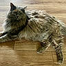 cat, long_hair, fluffy, pet, animal, indoor, wooden_floor, relaxed, lying_down, feline, cute, domestic_animal, fur, whiskers, tail, ears, eyes, quiet, calm, resting