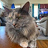 cat, fluffy, gray, yellow_eyes, table, wooden_table, indoor, living_room, sofa, television, ceiling_fan, curtains, window, furniture, cozy, pet, animal, resting, close_up, domestic