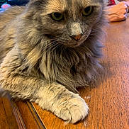 Stormy is registered to the contest to win money with this photo: cat, fluffy, feline, pet, animal, table, wood, indoor, closeup, paw, fur, face, eyes, domestic_cat, resting, person, arm, background, houseplant, relaxed