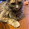 cat, fluffy, feline, pet, animal, table, wood, indoor, closeup, paw, fur, face, eyes, domestic_cat, resting, person, arm, background, houseplant, relaxed