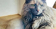 Stormy is registered to the contest to win money with this photo: cat, fluffy, long_hair, green_eyes, close_up, indoor, carpet, relaxed, pet, feline, mammal, portrait, animal, whiskers, paw, fur, resting, cute, domestic_cat, cozy