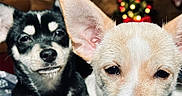 Jack And Lily is registered to the contest to win money with this photo: puppy, dog, closeup, portrait, animal, cute, pet, indoors, christmas_tree, holiday, lights, decorations, cozy, fur, ears, black_and_white, tan_and_white, face, sleepy, resting