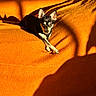 Jack And Lily is registered to the contest to win money with this photo: dog, small_dog, black_and_white, orange_blanket, sunlight, shadow, indoor, pet, relaxing, cozy, texture, cute, animal, fur, ears, alert, lying_down, resting, bright, warm