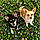 Jack And Lily