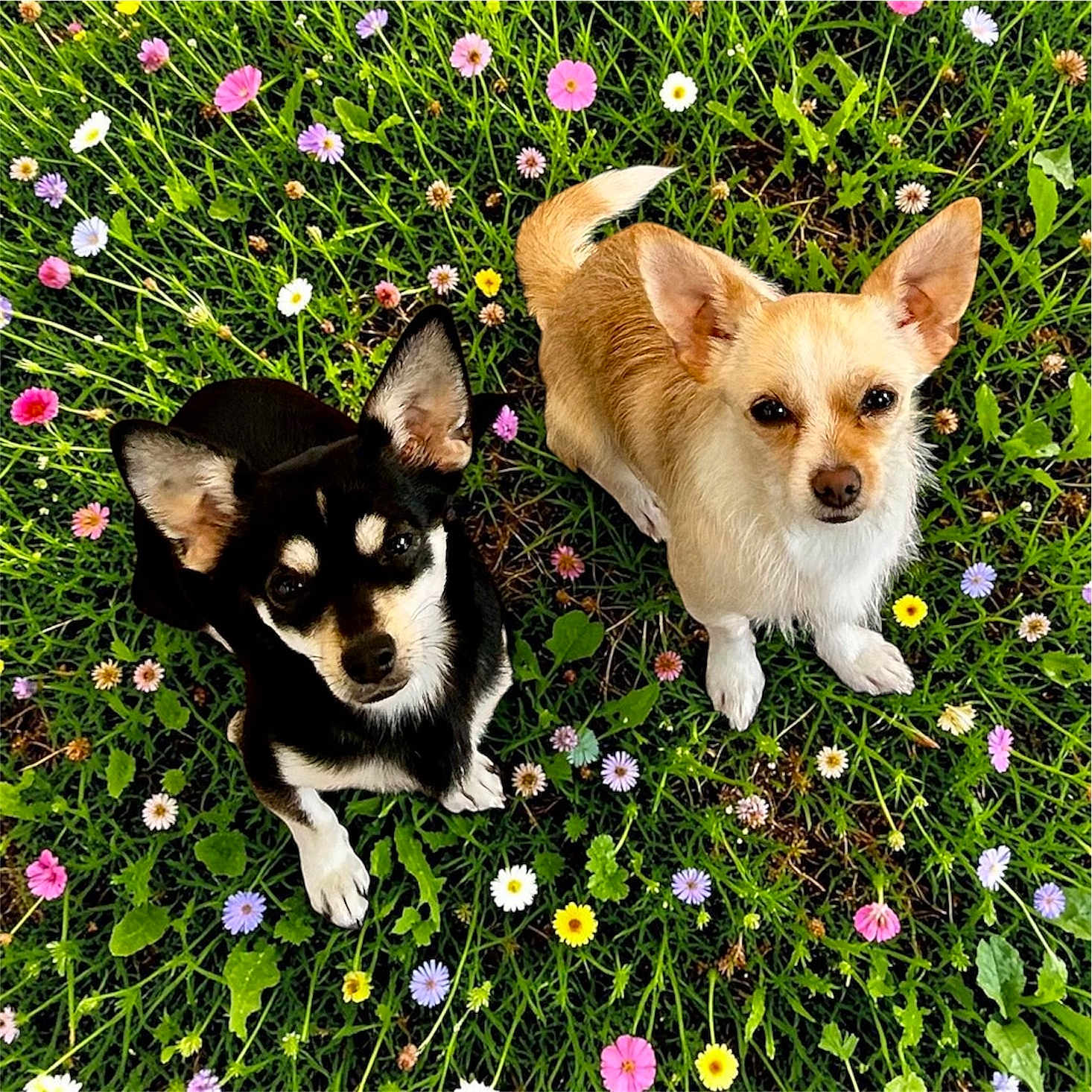 Jack And Lily