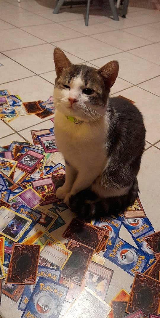 Petit Loulou participe au concours pour gagner de l'argent avec cette photo : box, cardboard, carnivore, cat, claw, domestic_short_haired_cat, fawn, felidae, flooring, fur, paw, publication, small_to_medium_sized_cats, snout, tail, visual_arts, whiskers