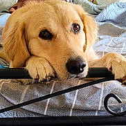 Daisy is registered to the contest to win money with this photo: dog, golden_retriever, puppy, bed, bedding, paws, nose, eyes, fur, indoors, resting, cute, pet, animal, canine, metal_frame, blanket, cozy, portrait, closeup