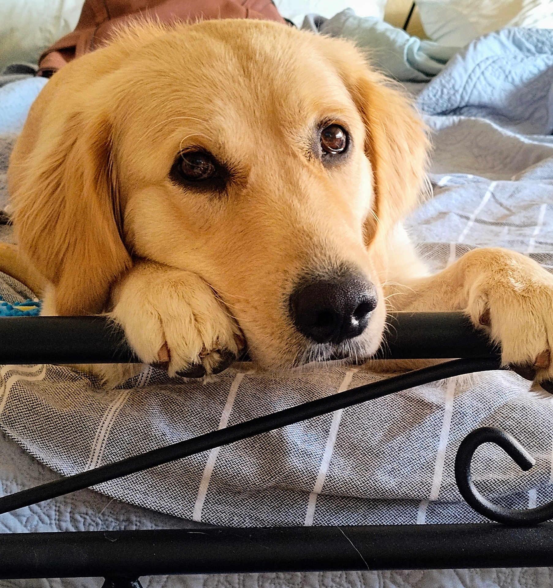 Daisy is registered to the contest to win money with this photo: dog, golden_retriever, puppy, bed, bedding, paws, nose, eyes, fur, indoors, resting, cute, pet, animal, canine, metal_frame, blanket, cozy, portrait, closeup