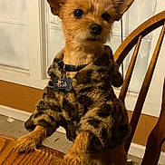 Gus joined the competition — help win amazing prizes! dog, small_dog, leopard_print, jacket, pet, fur, table, wooden_table, indoor, chair, wooden_chair, curious, alert, brown_fur, animal, domestic_animal, close_up, portrait, furniture, house