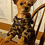 dog, small_dog, leopard_print, jacket, pet, fur, table, wooden_table, indoor, chair, wooden_chair, curious, alert, brown_fur, animal, domestic_animal, close_up, portrait, furniture, house