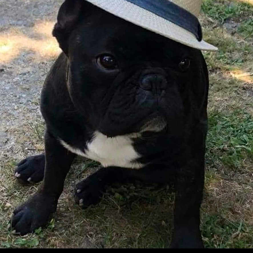 Marley participe au concours pour gagner de l'argent avec cette photo : animal, black_dog, canine, companion, cute, dirt, dog, domestic_animal, fashion, grass, hat, headwear, nature, outdoor, pet, portrait, sitting, summer, sunlight, white_patch
