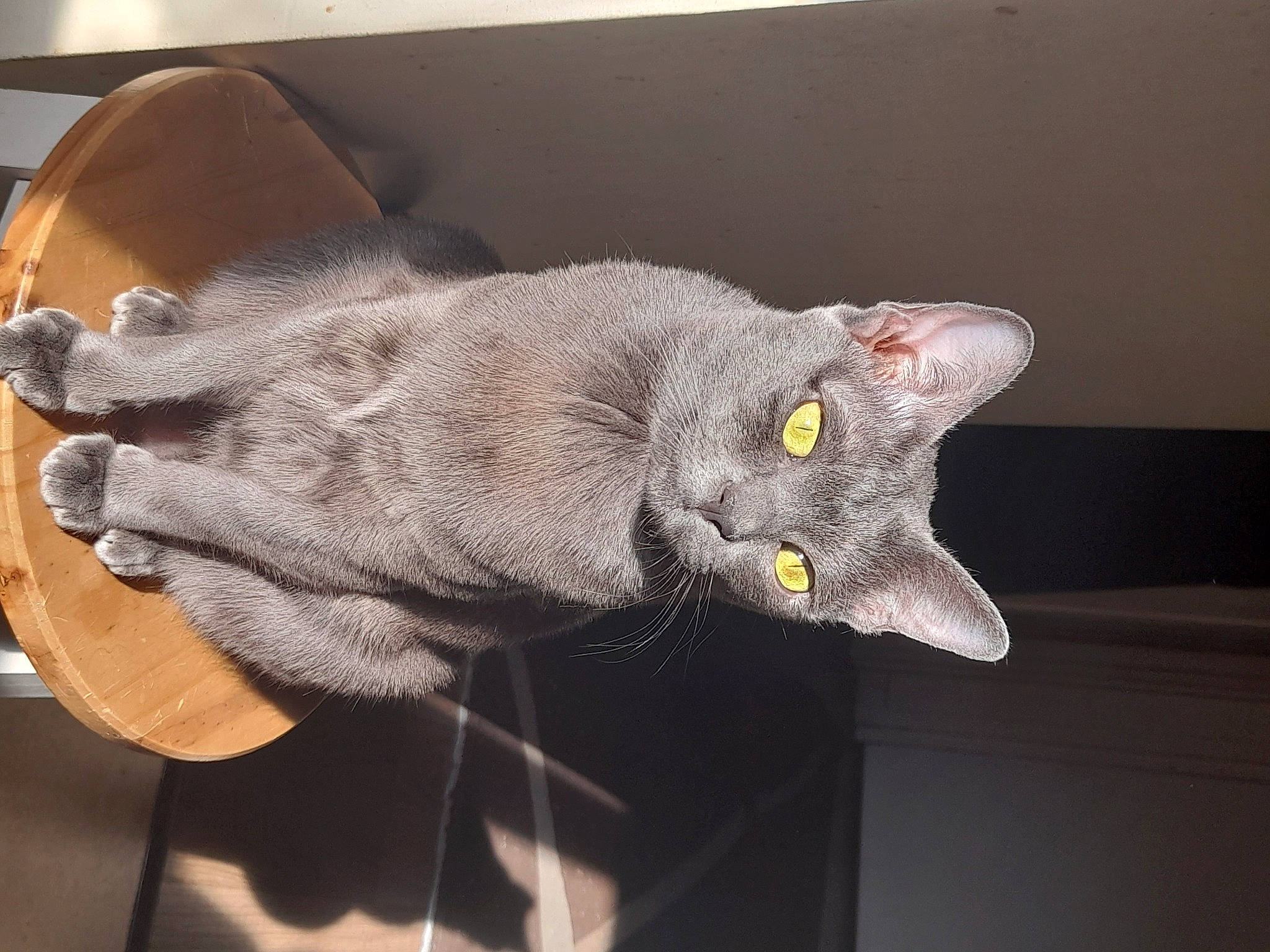 Skitty participe au concours pour gagner de l'argent avec cette photo : black_cat, carnivore, cat, cat_toy, claw, domestic_short_haired_cat, fawn, felidae, fur, grey, paw, plant, russian_blue, small_to_medium_sized_cats, snout, tail, thread, whiskers