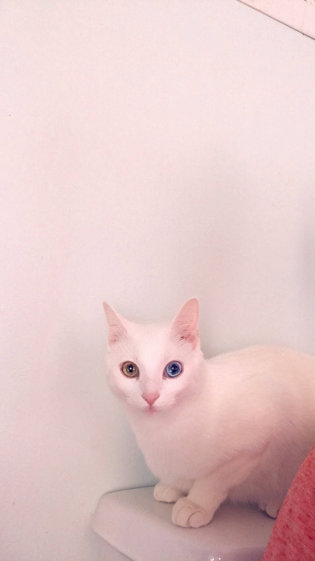 Huk is registered to the contest to win money with this photo: aegean_cat, burmilla, carnivore, cat, colorpoint_shorthair, domestic_short_haired_cat, ear, eye, felidae, khao_manee, kitten, mammal, ragdoll, skin, small_to_medium_sized_cats, tail, turkish_angora, turkish_van, whiskers, white