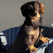 Lola a rejoint le concours — aidez-le/la à gagner de superbes lots ! dog, wicker_chair, sunlight, shadow, glass_table, pet, curious, indoor, brown_fur, black_fur, ears, face, paw, sitting, looking, animal, furniture, home, quiet, relaxed