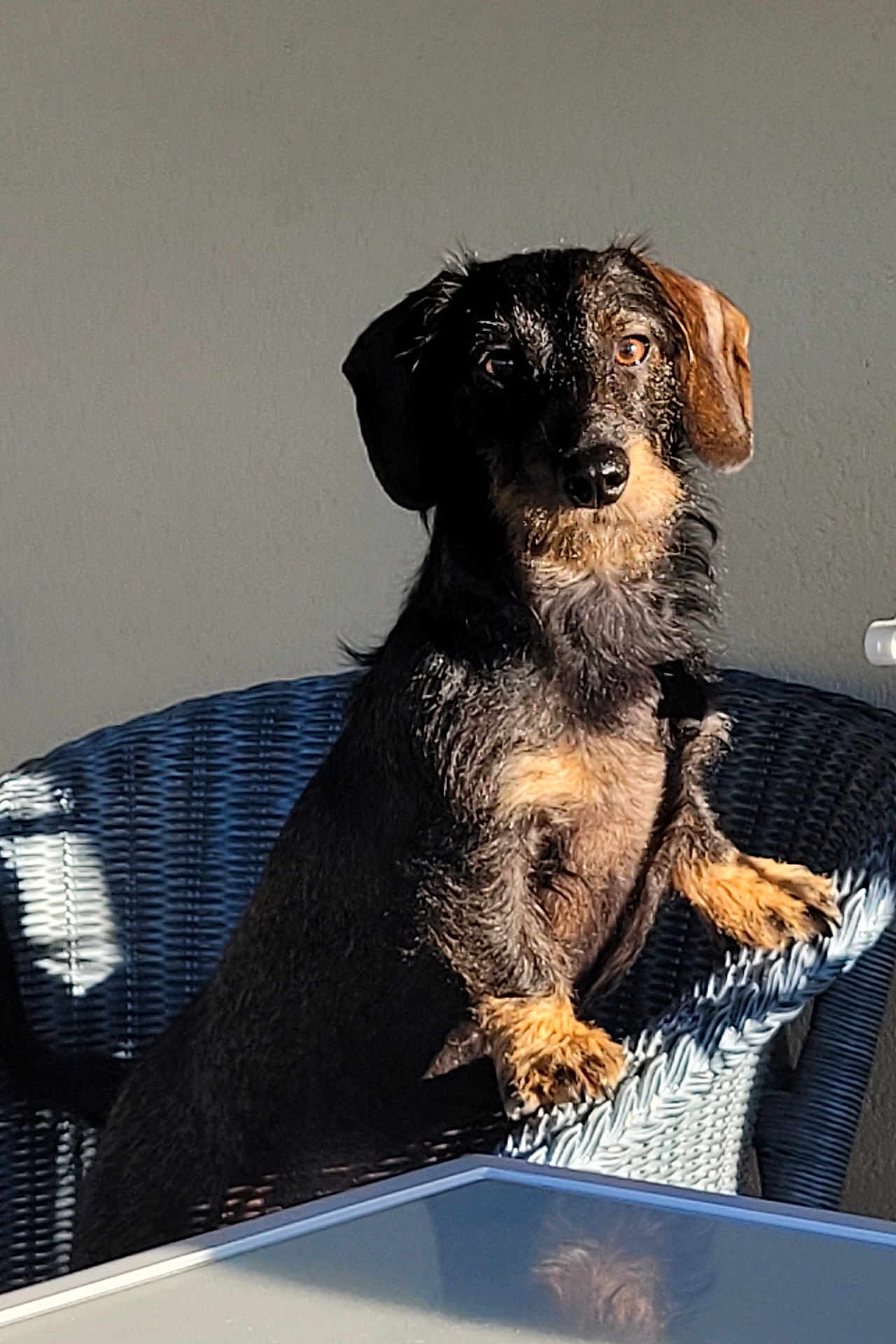 Lola a rejoint le concours — aidez-le/la à gagner de superbes lots ! dog, wicker_chair, sunlight, shadow, glass_table, pet, curious, indoor, brown_fur, black_fur, ears, face, paw, sitting, looking, animal, furniture, home, quiet, relaxed