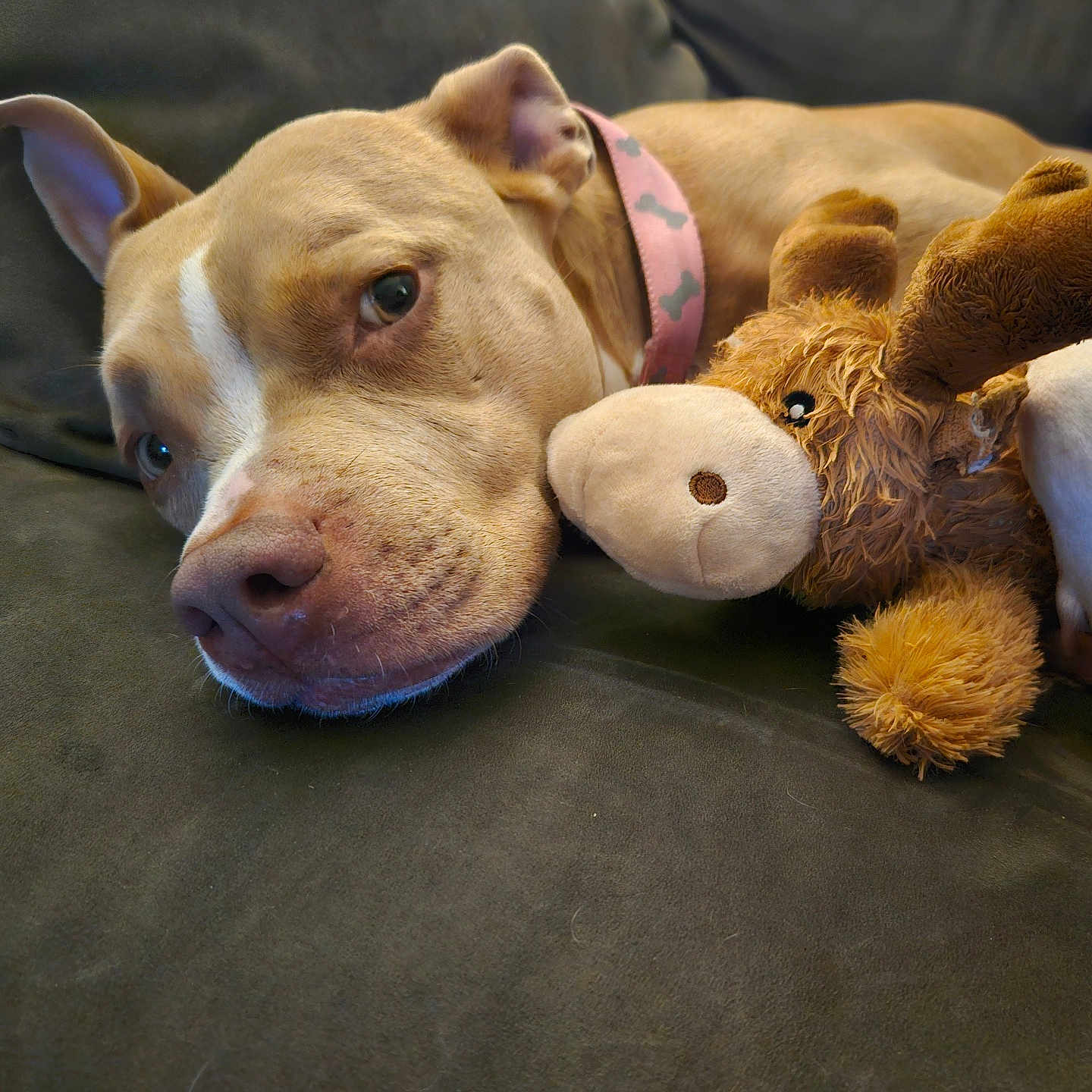 Clair joined the competition — help win amazing prizes! animal, bulldog, canine, chair, couch, cushion, dog, furniture, homedecor, hound, labradorretriever, pet, pitbull, plush, pointer, puppy, snout, teddybear, terrier, toy