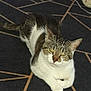 cat, tabby_cat, white_paws, carpet, geometric_pattern, indoor, pet, animal, feline, looking_up, sitting, calm, fur, whiskers, ears, yellow_eyes, domestic_cat, cute, closeup, resting
