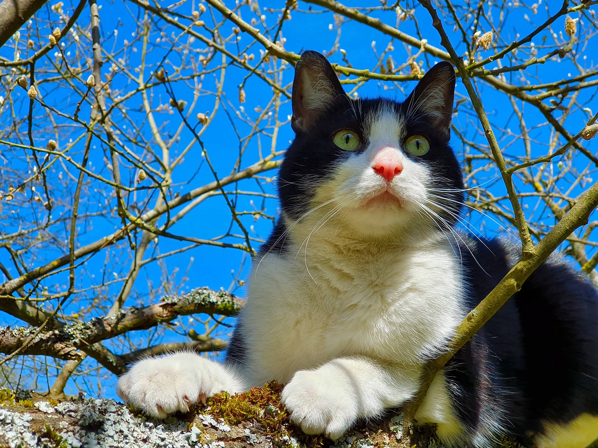 Samy participe au concours pour gagner de l'argent avec cette photo : branch, carnivore, cat, domestic_short_haired_cat, electric_blue, felidae, fur, grass, plant, sky, small_to_medium_sized_cats, snout, tail, terrestrial_animal, tree, trunk, twig, whiskers, winter