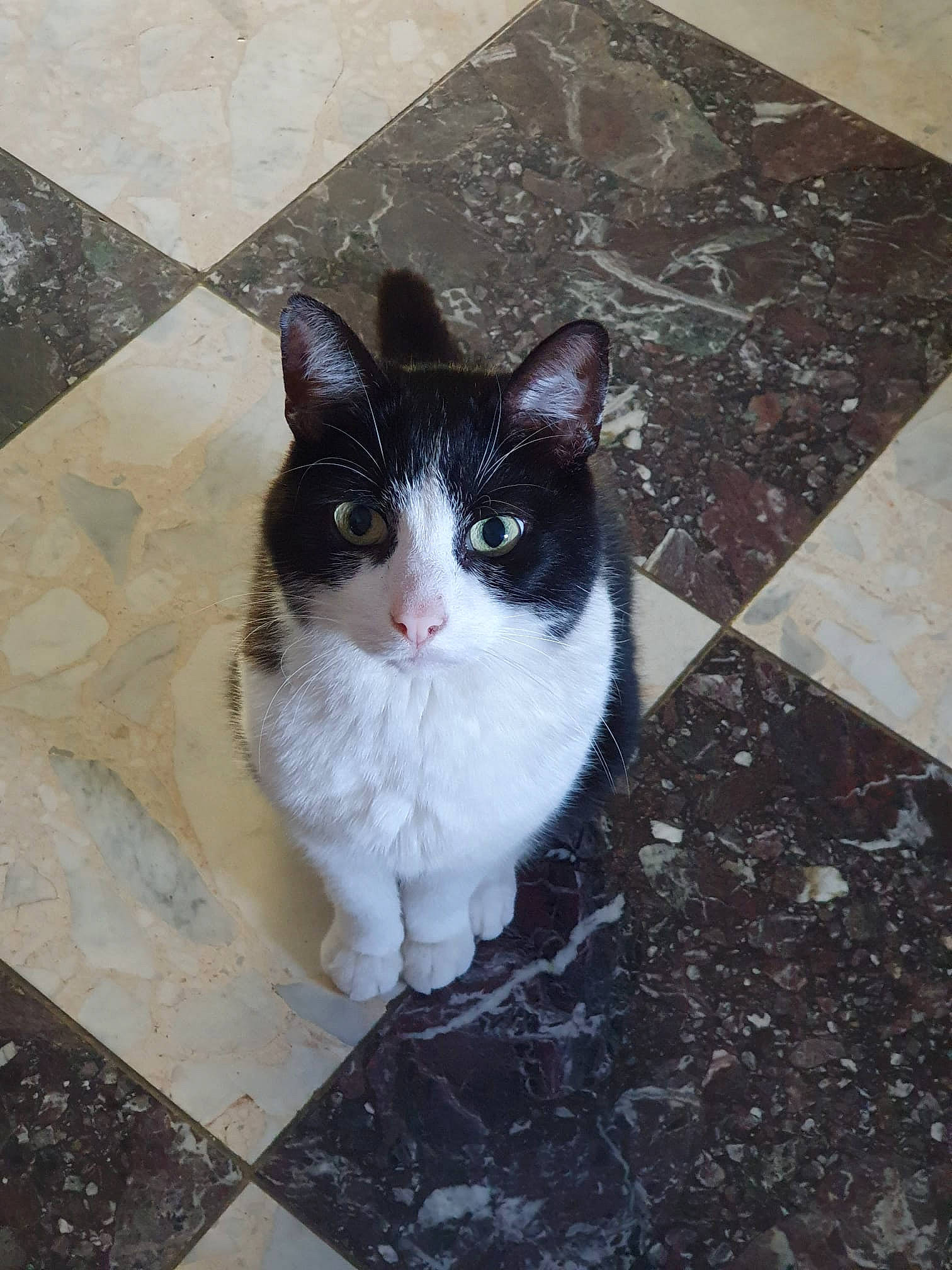 Samy participe au concours pour gagner de l'argent avec cette photo : asphalt, carnivore, cat, domestic_short_haired_cat, eye, felidae, floor, flooring, foot, fur, grass, grey, paw, road_surface, sitting, small_to_medium_sized_cats, snout, tail, whiskers, window