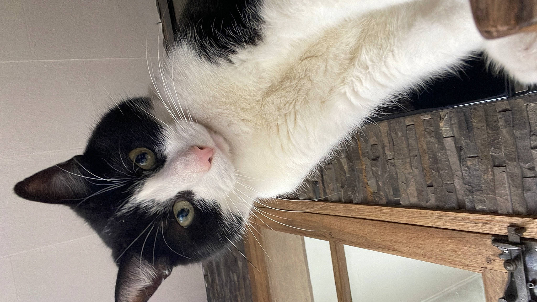 Samy a rejoint le concours — aidez-le/la à gagner de superbes lots ! carnivore, cat, claw, domestic_short_haired_cat, felidae, fur, hardwood, paw, plank, small_to_medium_sized_cats, snout, tail, whiskers, wood