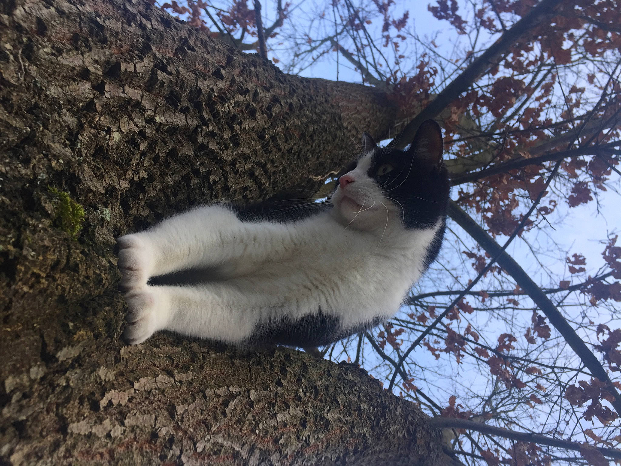 Samy a rejoint le concours — aidez-le/la à gagner de superbes lots ! balinese, carnivore, cat, domestic_short_haired_cat, felidae, fur, grass, paw, plant, sky, small_to_medium_sized_cats, tail, terrestrial_animal, thai, tree, trunk, twig, whiskers, wood