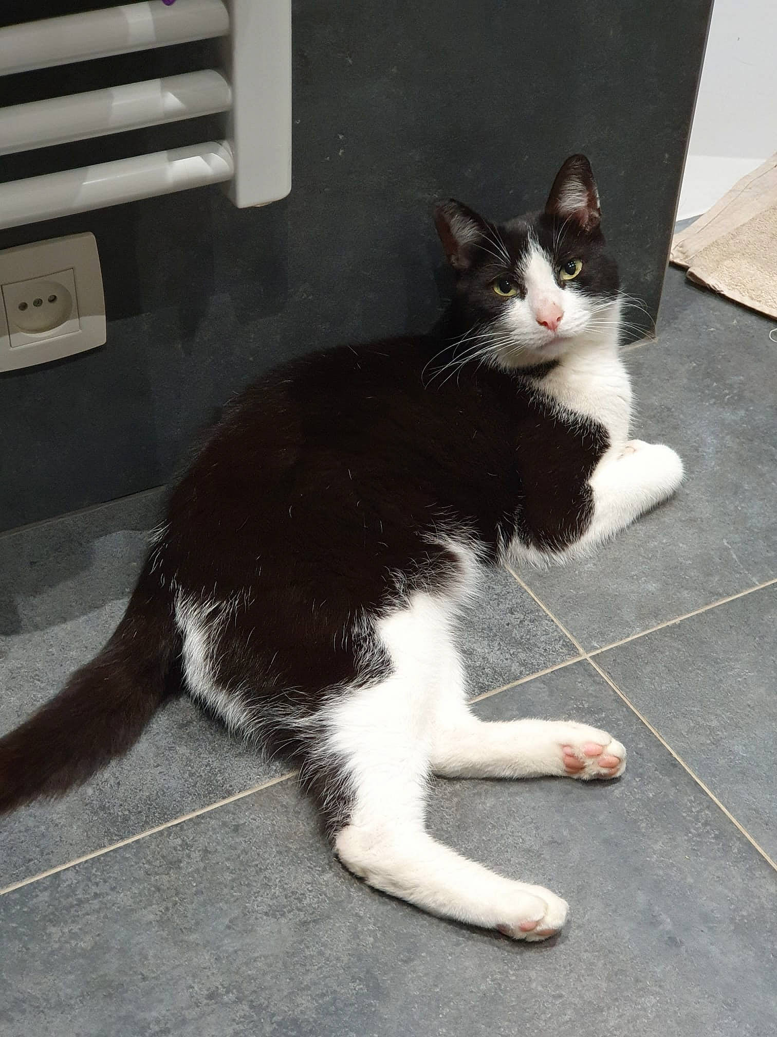 Samy a rejoint le concours — aidez-le/la à gagner de superbes lots ! carnivore, cat, claw, domestic_short_haired_cat, felidae, flooring, foot, fur, monochrome_photography, paw, sitting, small_to_medium_sized_cats, snout, tail, terrestrial_animal, whiskers, window