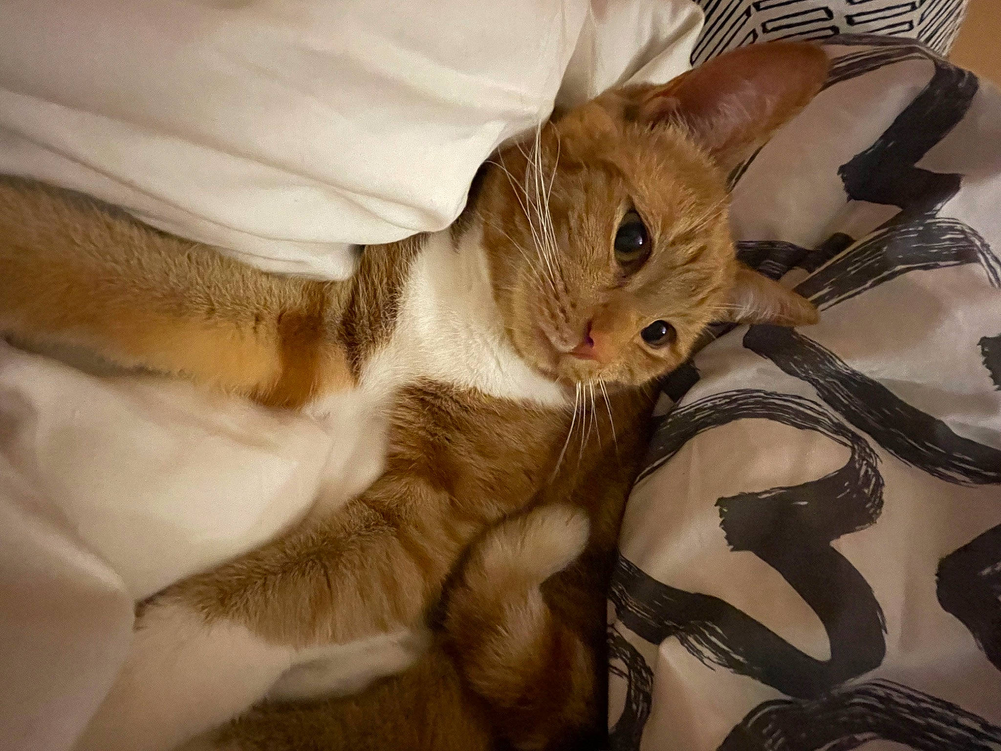 Fripouille a rejoint le concours — aidez-le/la à gagner de superbes lots ! bed, carnivore, cat, claw, comfort, domestic_short_haired_cat, ear, eye, fawn, felidae, fur, paw, small_to_medium_sized_cats, snout, tail, whiskers, wood