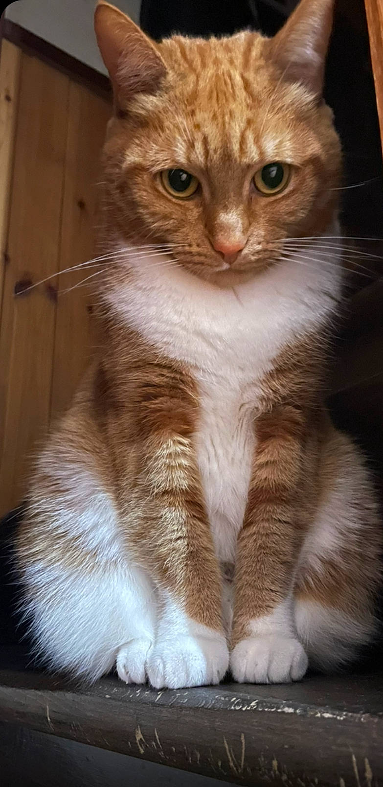 Fripouille participe au concours pour gagner de l'argent avec cette photo : carnivore, cat, cat_supply, claw, domestic_short_haired_cat, eye, fawn, felidae, fur, head, paw, pet_supply, small_to_medium_sized_cats, snout, tail, terrestrial_animal, whiskers, window