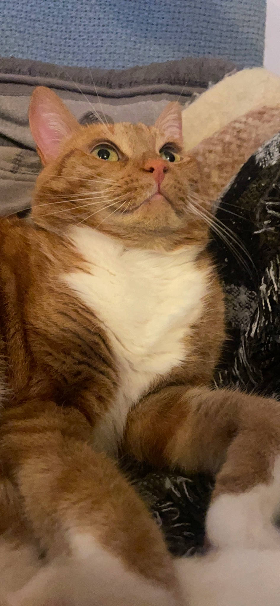 Fripouille participe au concours pour gagner de l'argent avec cette photo : carnivore, cat, claw, domestic_short_haired_cat, ear, fawn, felidae, fur, paw, small_to_medium_sized_cats, snout, tail, terrestrial_animal, tree, whiskers, window