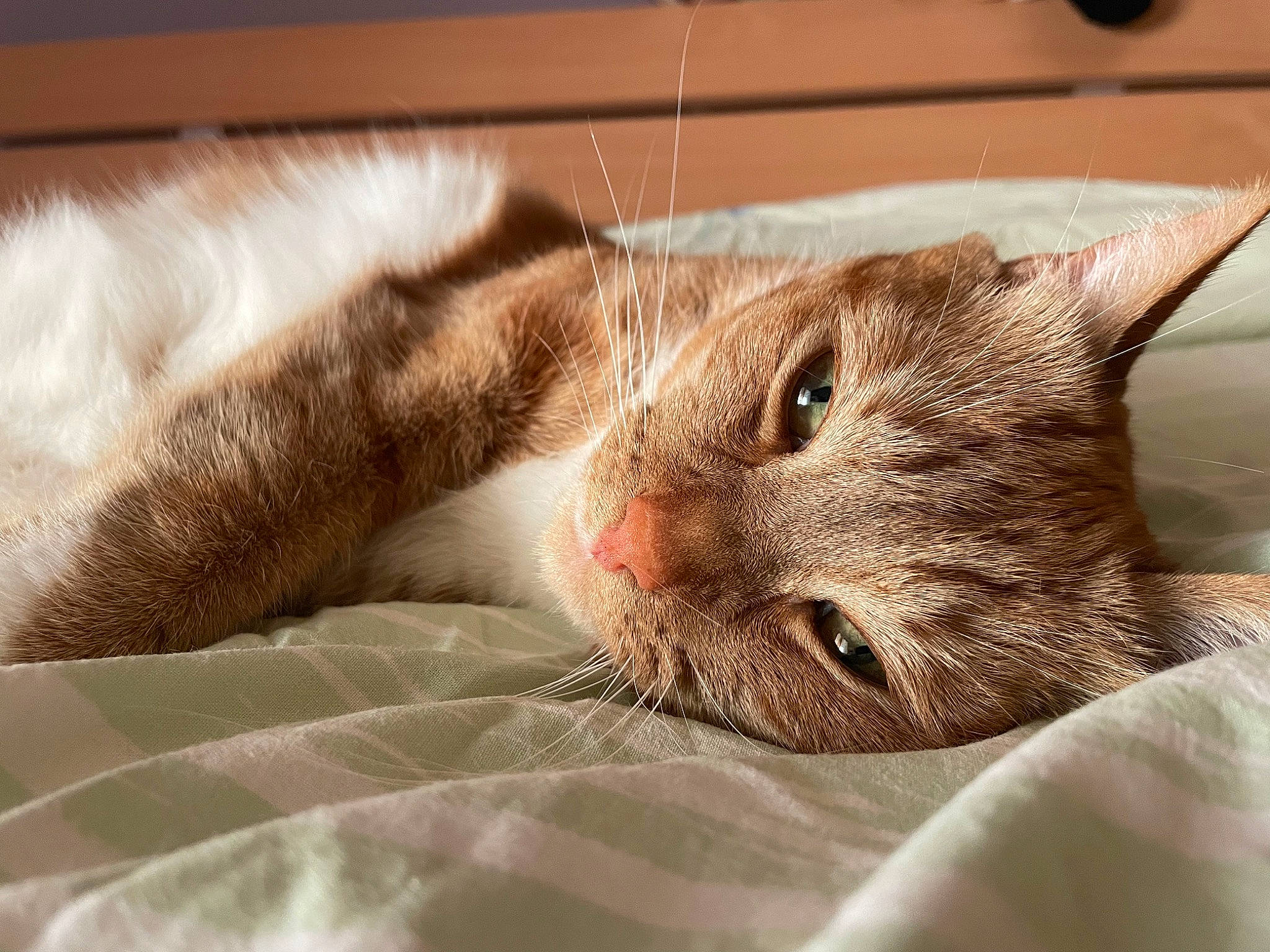 Fripouille a rejoint le concours — aidez-le/la à gagner de superbes lots ! carnivore, cat, cat_supply, claw, comfort, domestic_short_haired_cat, fawn, felidae, fur, nap, paw, sleep, small_to_medium_sized_cats, snout, whiskers