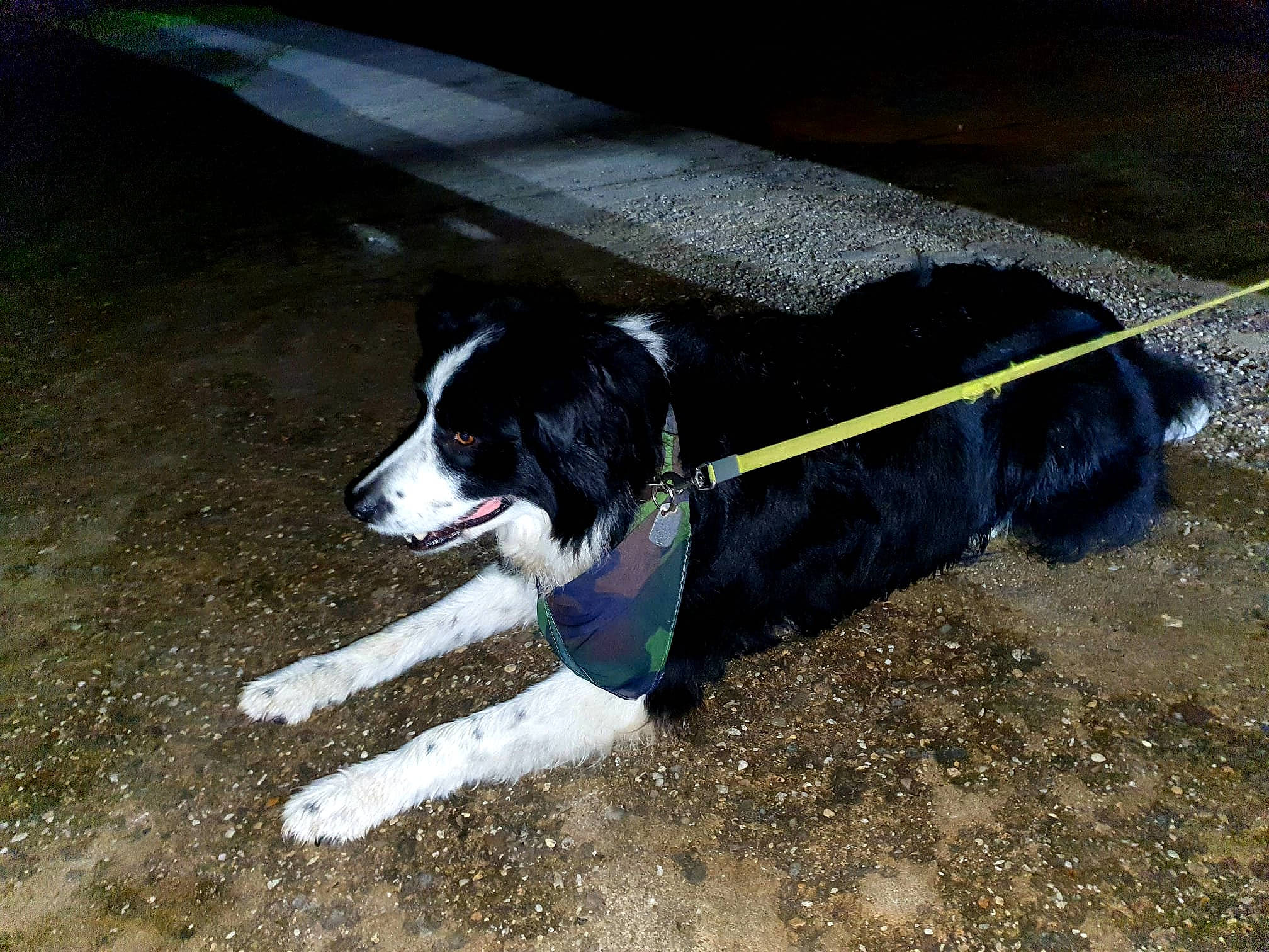 Lego participe au concours pour gagner de l'argent avec cette photo : canidae, carnivore, collar, companion_dog, dog, dog_breed, dog_collar, dog_supply, electric_blue, fashion_accessory, herding_dog, leash, pet_supply, plant, road_surface, snout, sporting_group, tail, working_animal, working_dog