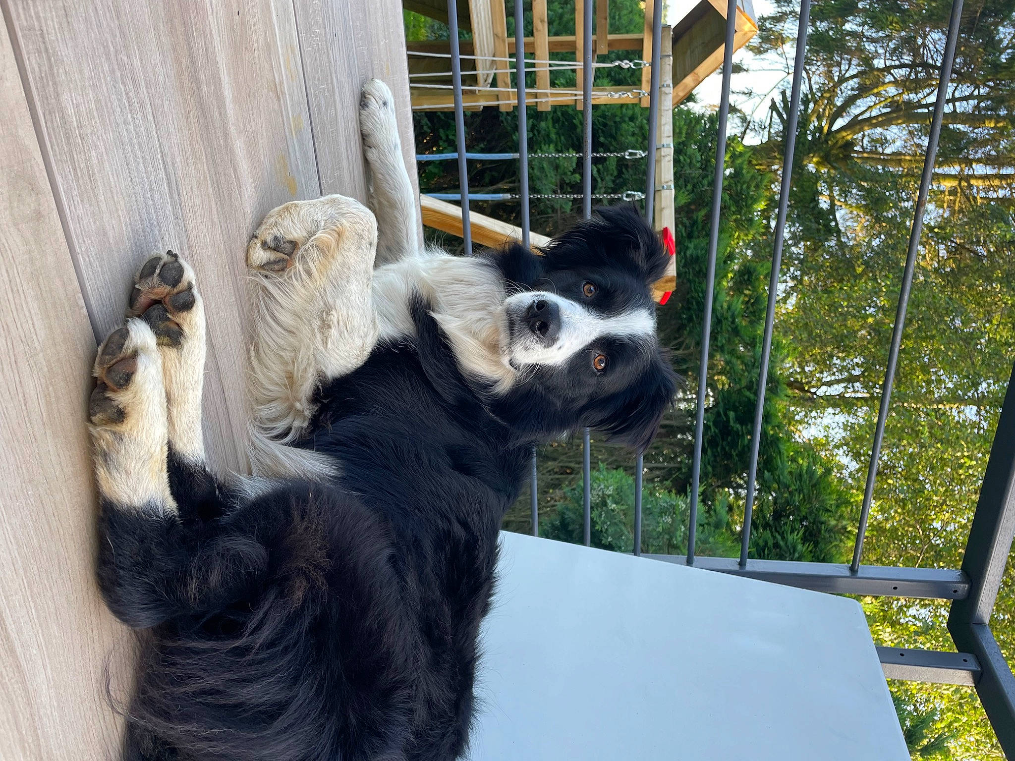 Lego a rejoint le concours — aidez-le/la à gagner de superbes lots ! animal_shelter, canidae, carnivore, collar, companion_dog, dog, dog_breed, dog_collar, dog_supply, door, fur, pet_supply, plant, schnauzer, snout, sporting_group, tail, terrestrial_animal, tree, working_animal