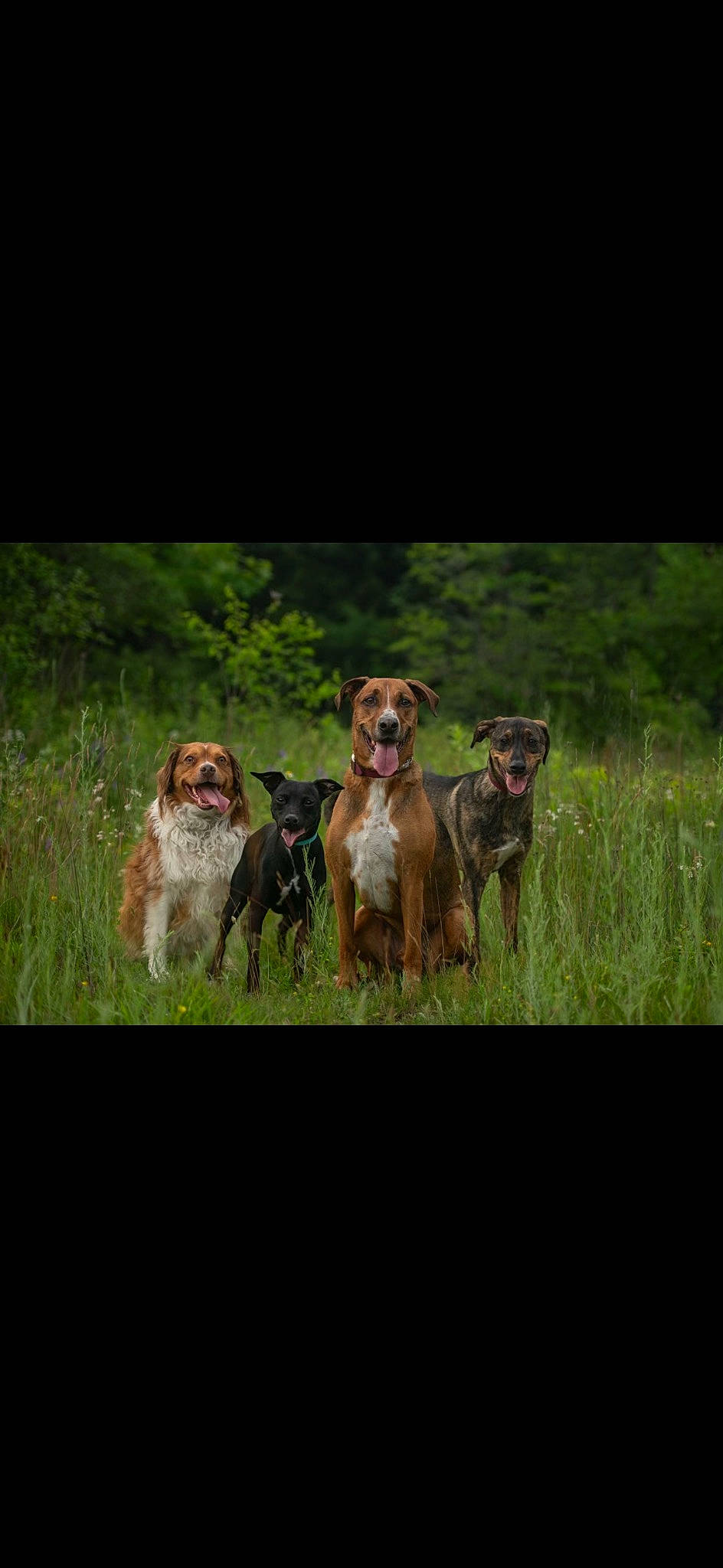 Scout is registered to the contest to win money with this photo: canidae, carnivore, companion_dog, dog, dog_breed, fawn, grass, grassland, gun_dog, happy, hound, landscape, liver, pasture, plant, prairie, snout, sporting_group, terrestrial_animal, working_animal