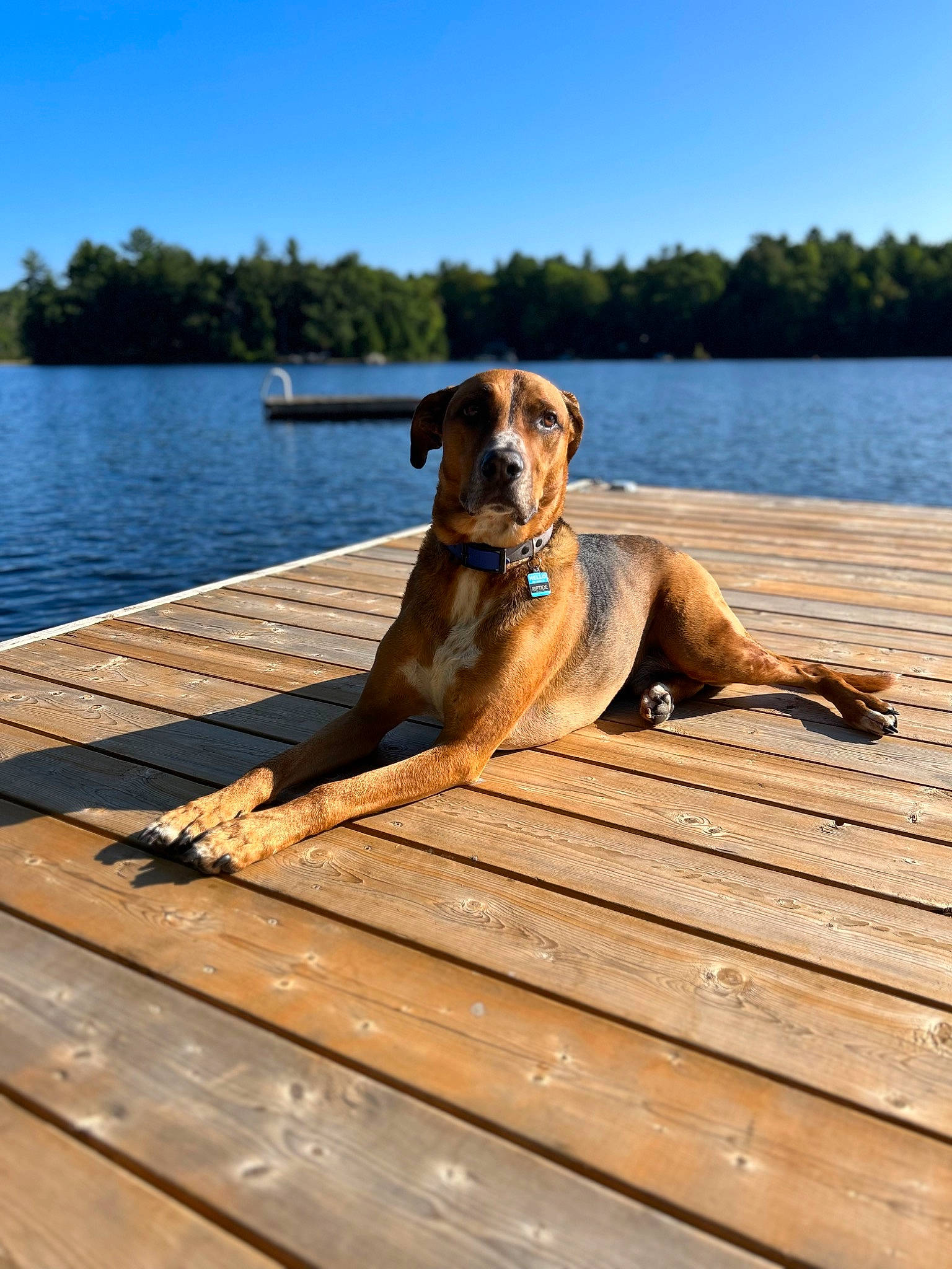 Scout joined the competition — help win amazing prizes! carnivore, collar, companion_dog, dock, dog, dog_breed, dog_collar, fawn, gun_dog, lake, leisure, pet_supply, plank, plant, sky, sporting_group, tree, water, wood, working_animal