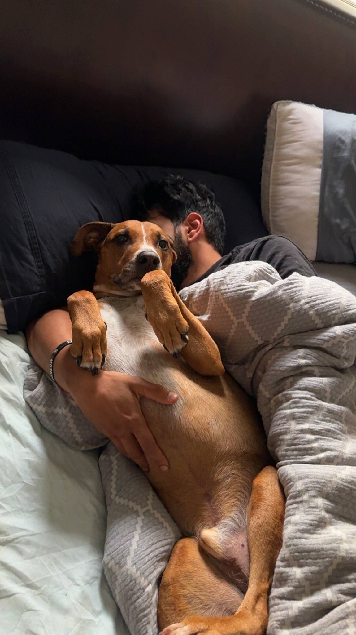 Scout is registered to the contest to win money with this photo: canidae, carnivore, comfort, companion_dog, couch, dog, dog_breed, ear, elbow, fawn, hound, human_leg, knee, linens, non_sporting_group, sitting, snout, sporting_group, working_animal, wrinkle