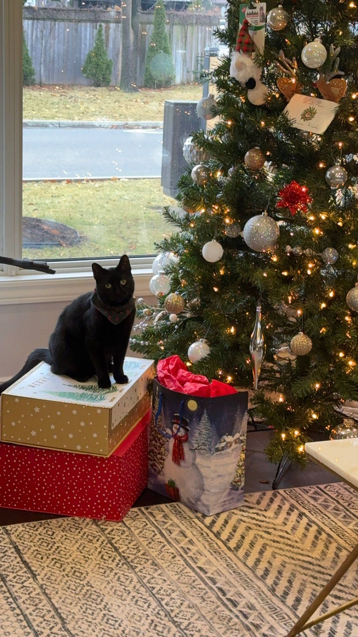 Roo is registered to the contest to win money with this photo: carnivore, cat, christmas, christmas_decoration, christmas_ornament, christmas_tree, event, evergreen, felidae, grass, holiday, holiday_ornament, interior_design, ornament, plant, small_to_medium_sized_cats, tail, tree, whiskers, window