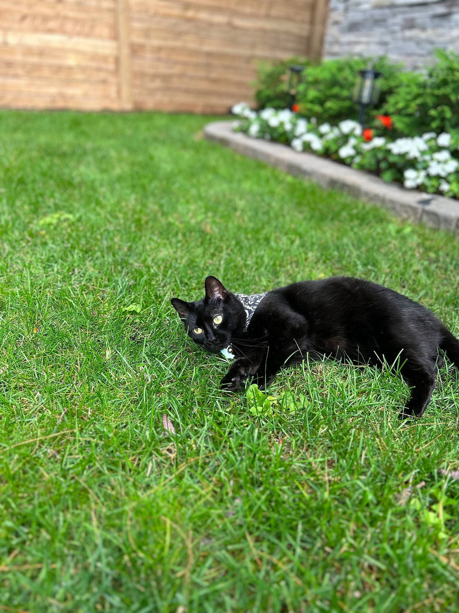 Roo joined the competition — help win amazing prizes! black_cat, bombay, carnivore, cat, dog_breed, domestic_short_haired_cat, felidae, garden, grass, grass_family, green, groundcover, lawn, plant, shrub, small_to_medium_sized_cats, tail, terrestrial_animal, whiskers, yard