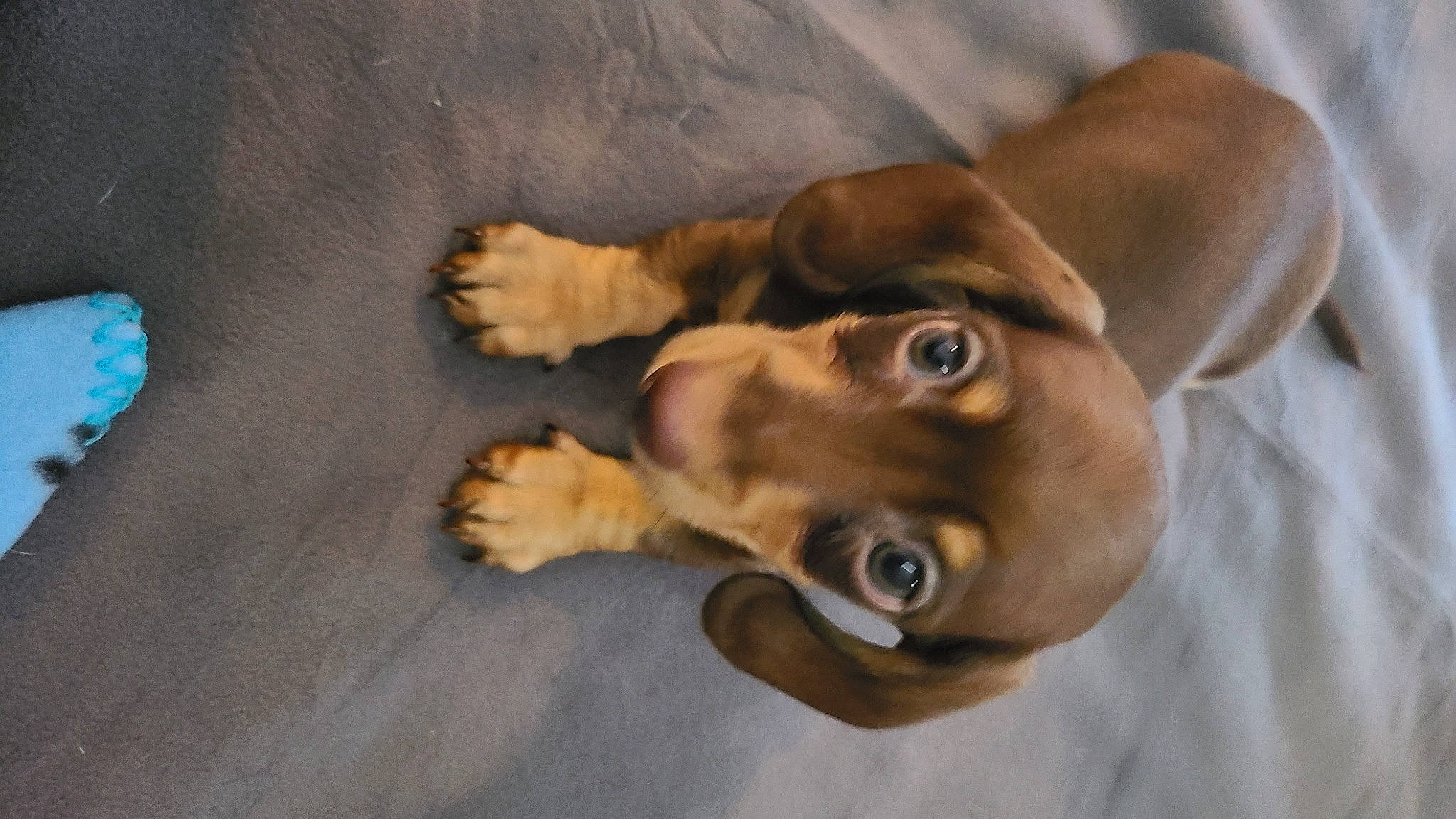 Peter joined the competition — help win amazing prizes! canidae, carnivore, comfort, companion_dog, dog, dog_breed, ear, fawn, fur, hound, jaw, liver, paw, snout, sporting_group, tail, whiskers, wood, working_animal, wrinkle