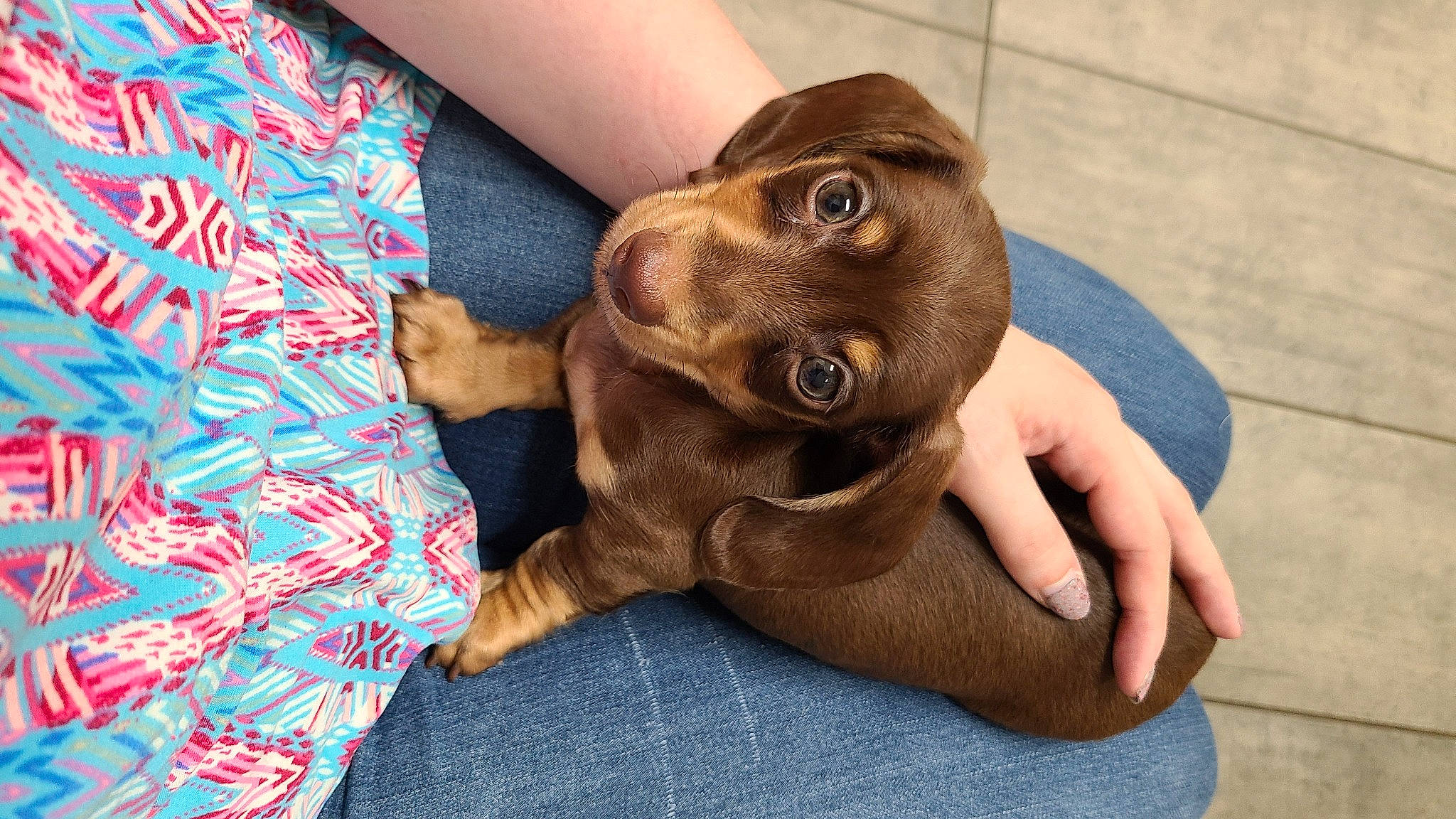 Peter is registered to the contest to win money with this photo: canidae, carnivore, comfort, companion_dog, dog, dog_breed, ear, fawn, finger, fur, gesture, hand, liver, selfie, snout, sporting_group, whiskers, wood, working_animal, wrinkle