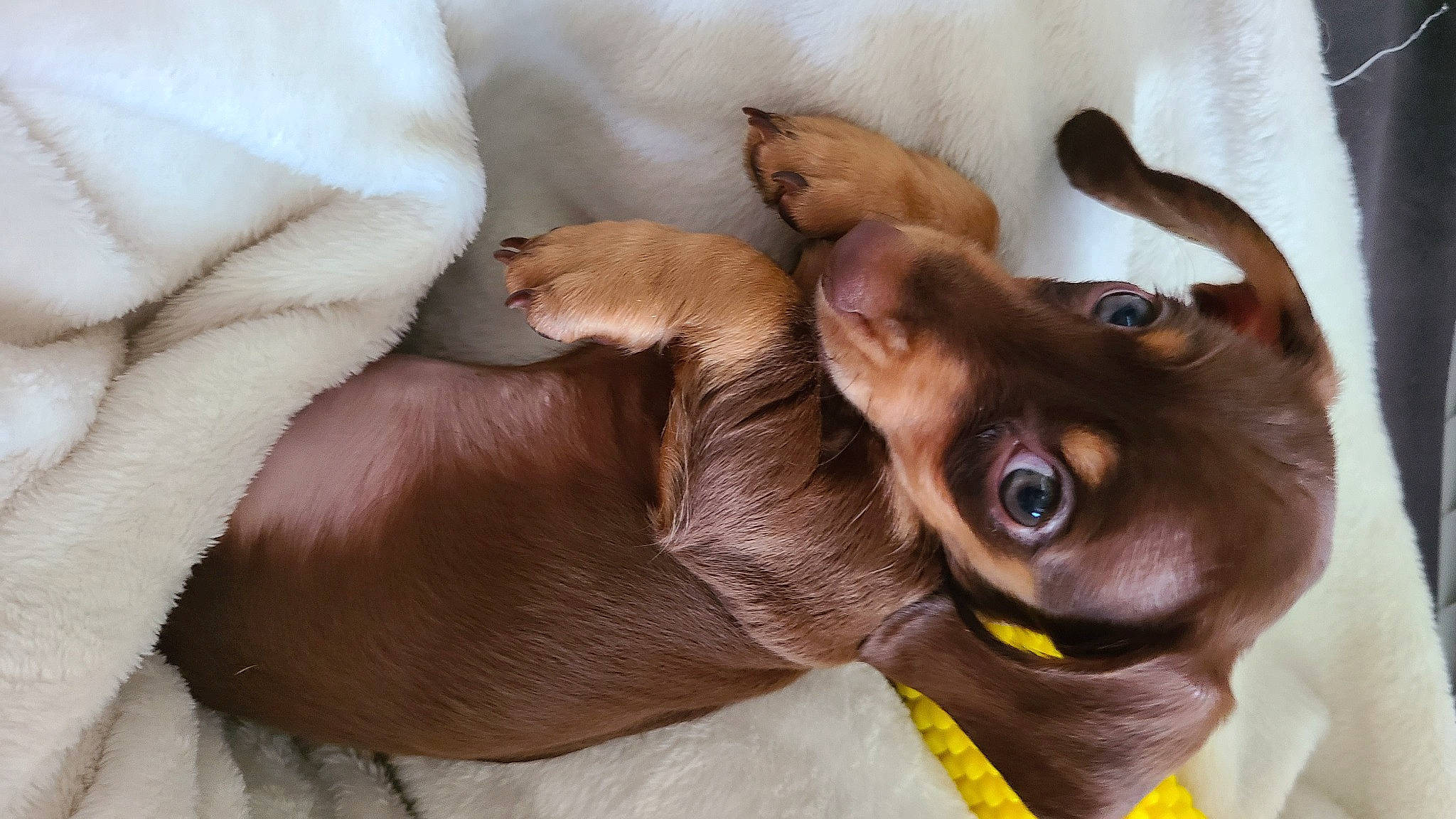 Peter joined the competition — help win amazing prizes! brown, canidae, carnivore, collar, comfort, companion_dog, dog, dog_breed, ear, fawn, fur, liver, non_sporting_group, snout, sporting_group, toy_dog, whiskers, wood, working_animal, wrinkle