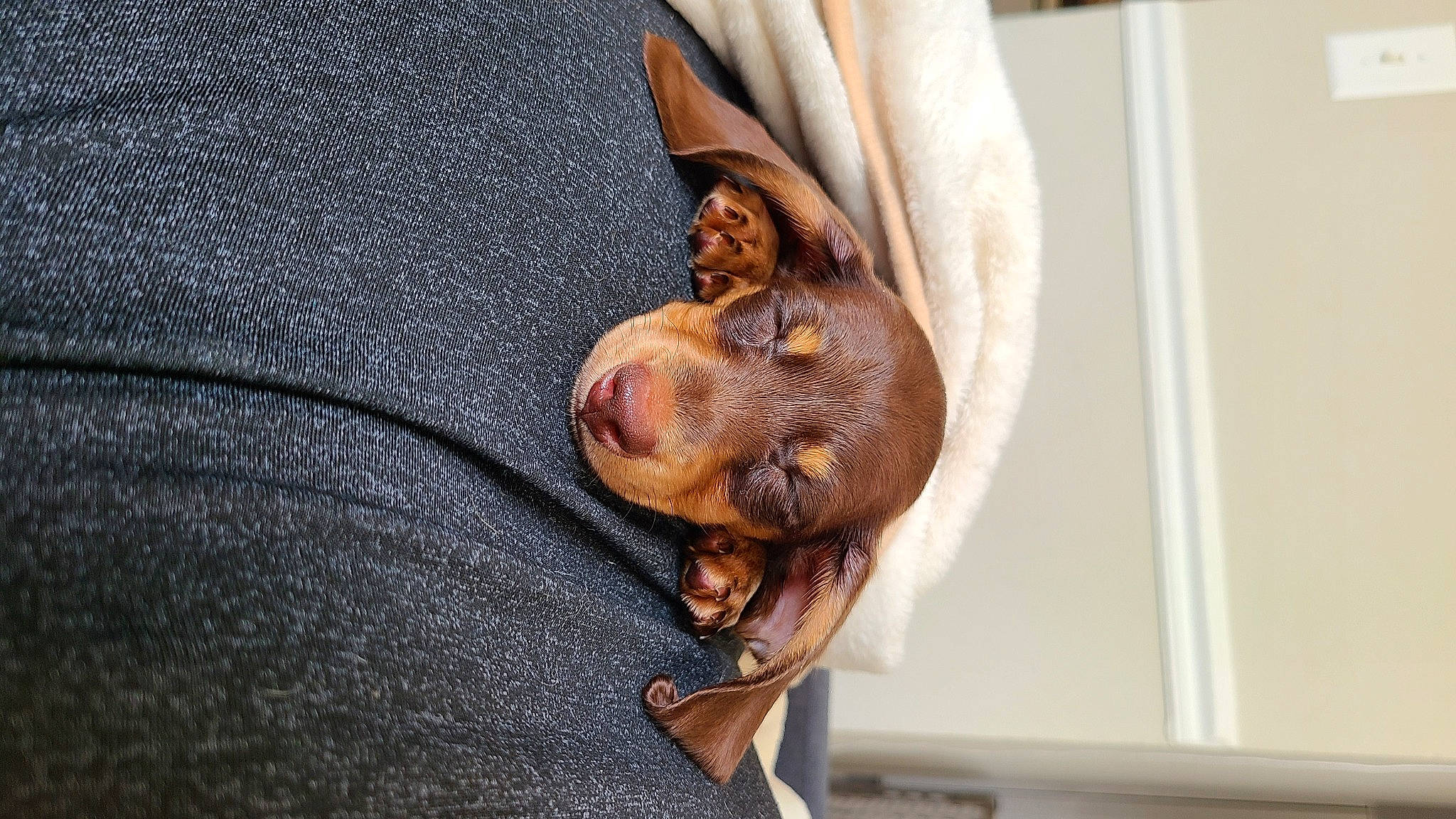 Peter joined the competition — help win amazing prizes! beard, canidae, carnivore, comfort, companion_dog, dog, dog_breed, eye, fawn, fur, liver, pattern, paw, sleeve, snout, sporting_group, street_fashion, sunglasses, whiskers, wrinkle