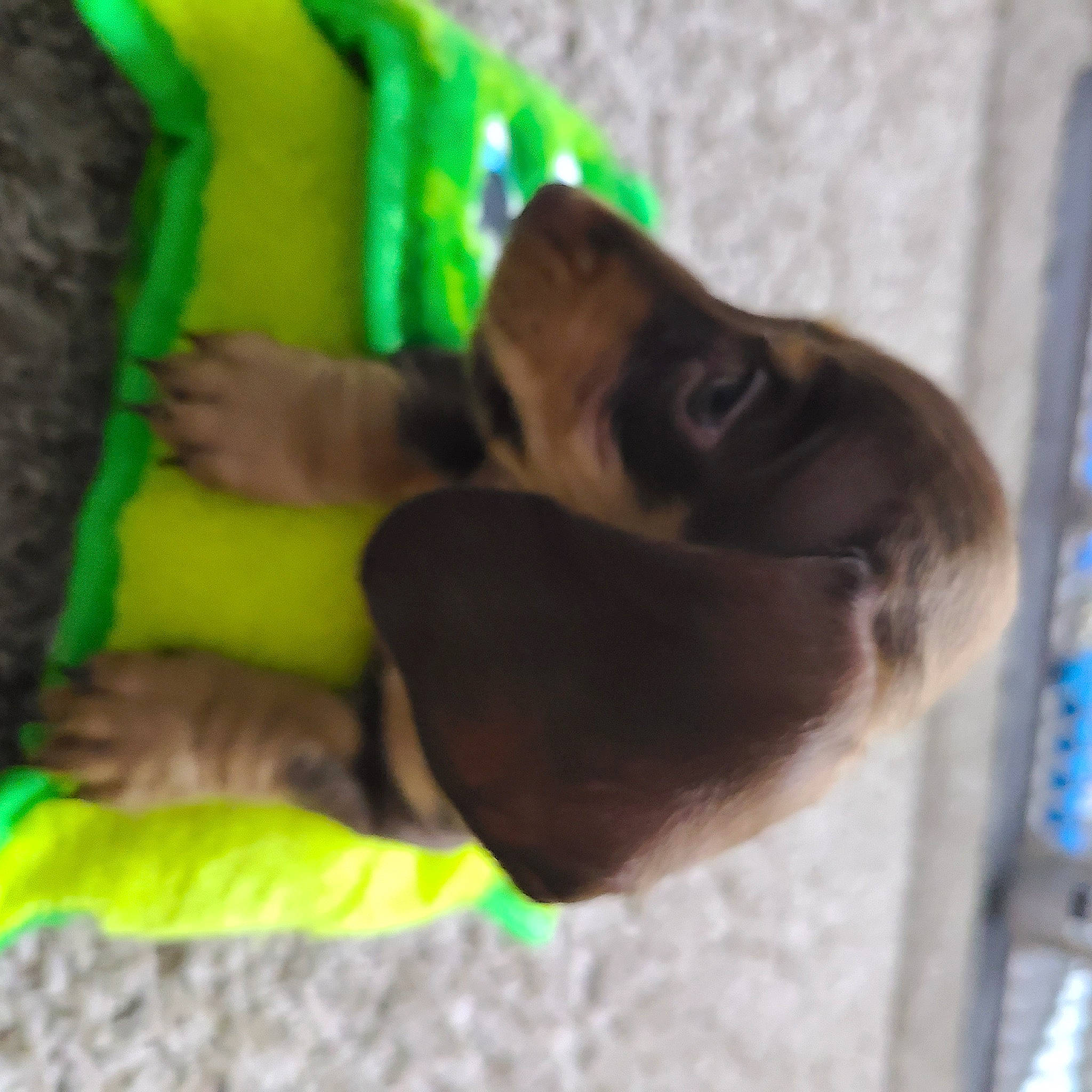 Peter joined the competition — help win amazing prizes! carnivore, comfort, companion_dog, dog, dog_breed, fun, fur, guard_dog, liver, pet_supply, working_animal, wrist