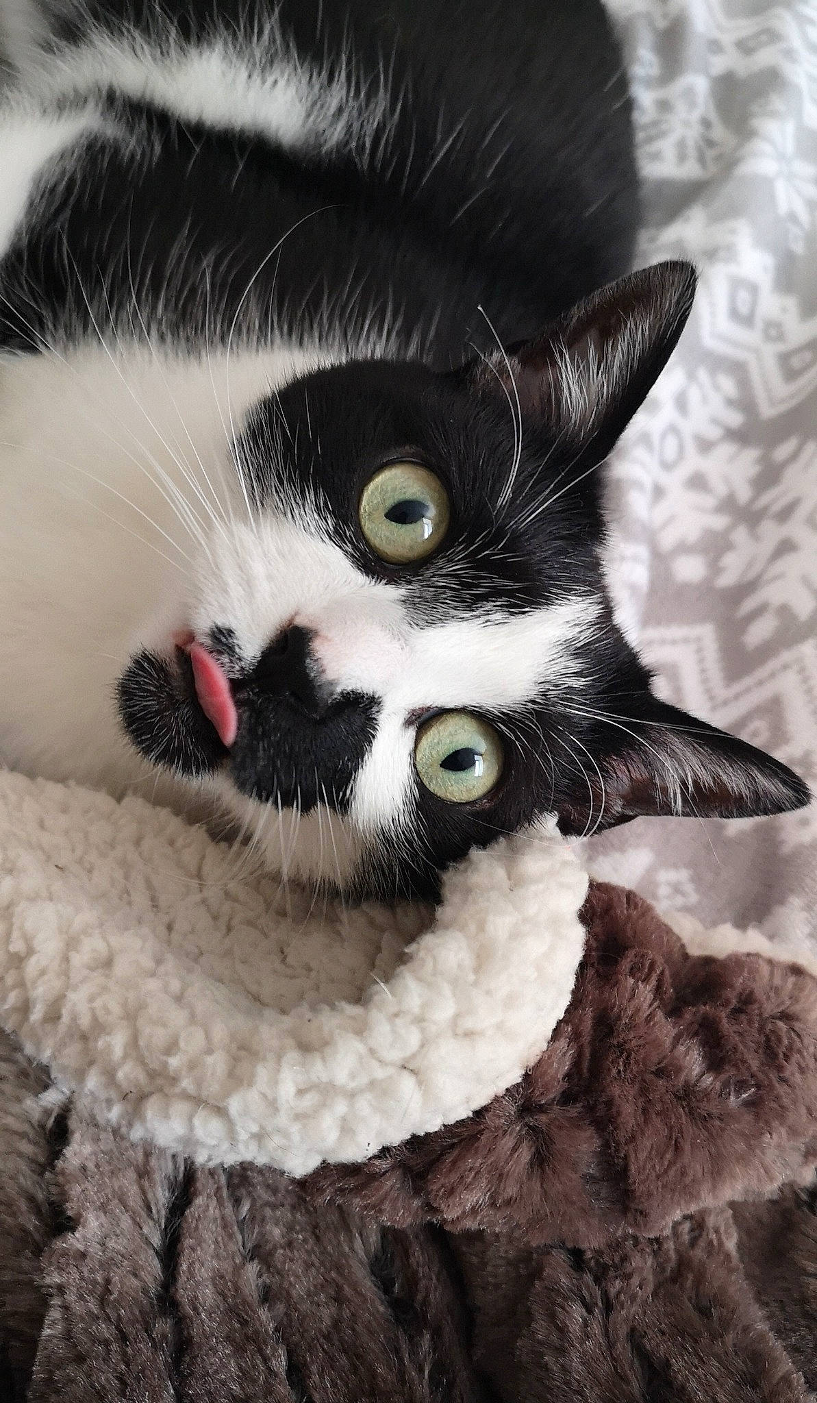 Nelson participe au concours pour gagner de l'argent avec cette photo : carnivore, cat, close_up, domestic_short_haired_cat, eye, eyelash, eyewear, felidae, fur, grey, iris, monochrome, monochrome_photography, moustache, nose, small_to_medium_sized_cats, snout, tail, whiskers, wildlife