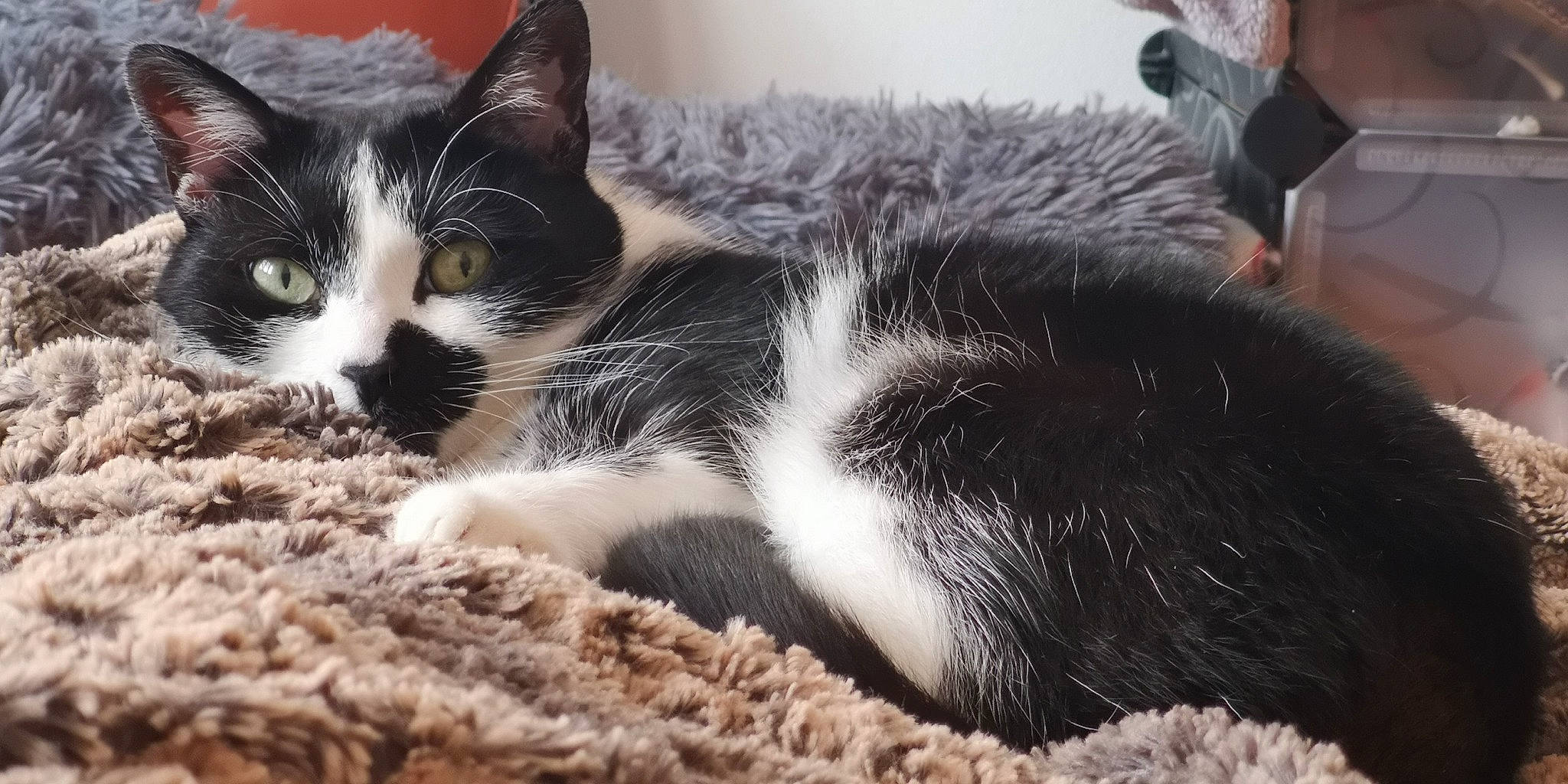 Nelson a rejoint le concours — aidez-le/la à gagner de superbes lots ! camera, carnivore, cat, claw, comfort, domestic_short_haired_cat, felidae, fur, monochrome_photography, nap, paw, sleep, small_to_medium_sized_cats, snout, terrestrial_animal, whiskers