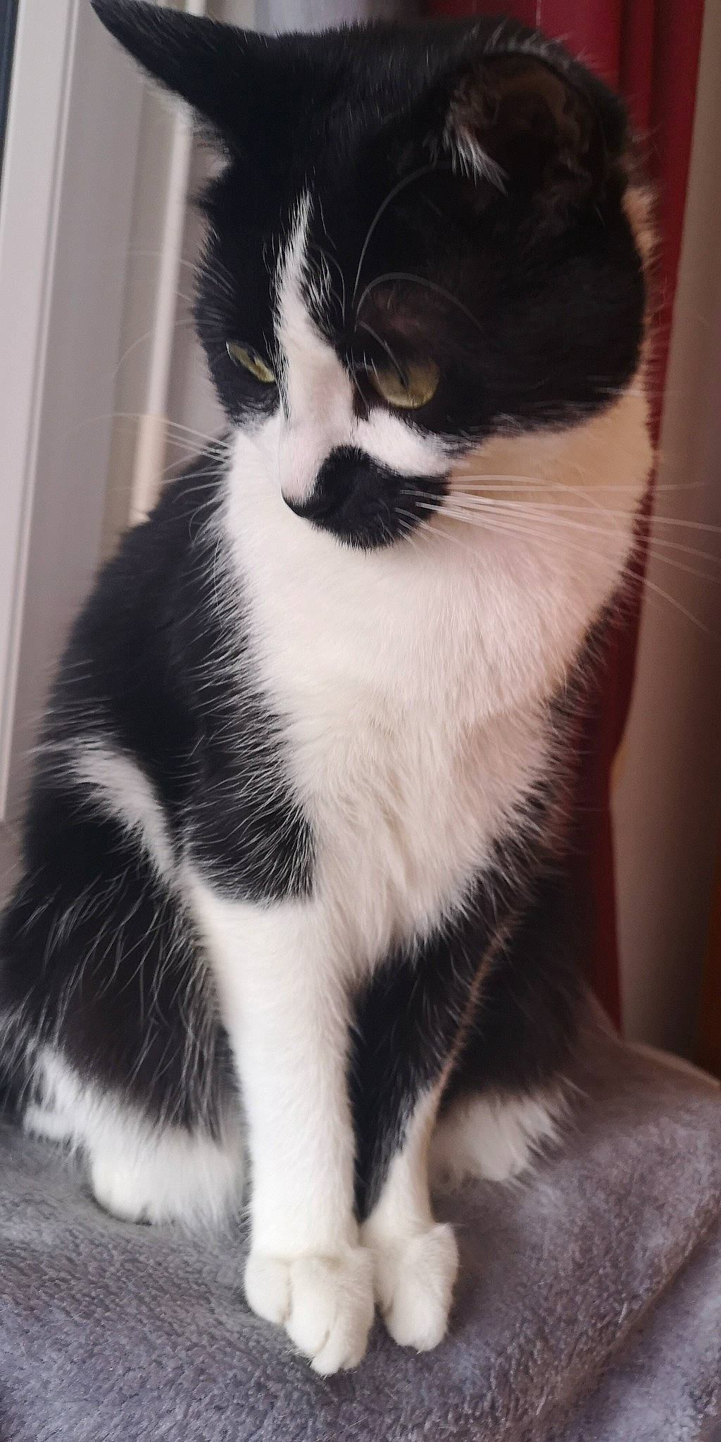 Nelson participe au concours pour gagner de l'argent avec cette photo : carnivore, cat, claw, comfort, domestic_short_haired_cat, eye, felidae, foot, fur, head, human_leg, paw, sitting, small_to_medium_sized_cats, snout, tail, terrestrial_animal, whiskers, window