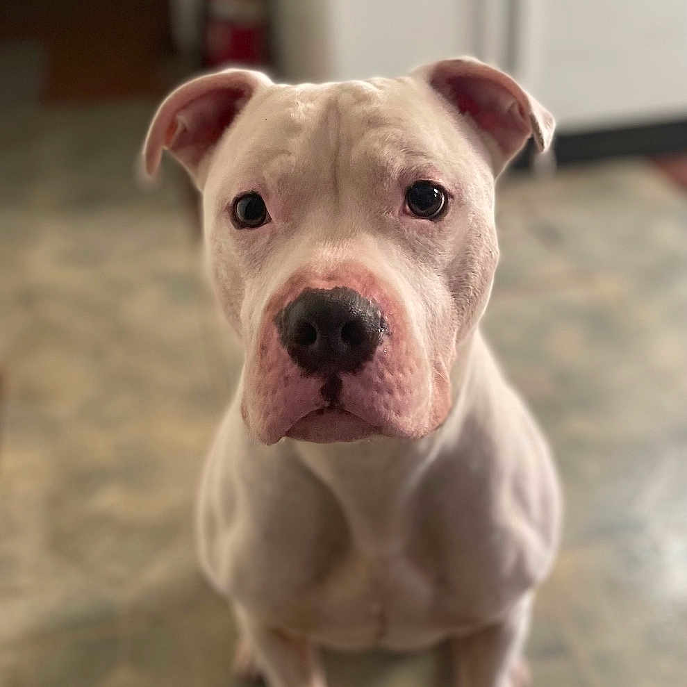 Apollo is registered to the contest to win money with this photo: animal, canine, companion, cute, dog, domestic_animal, ears, eyes, face, floor, fur, indoor, looking, muzzle, nose, pet, portrait, sitting, tile_floor, white_dog