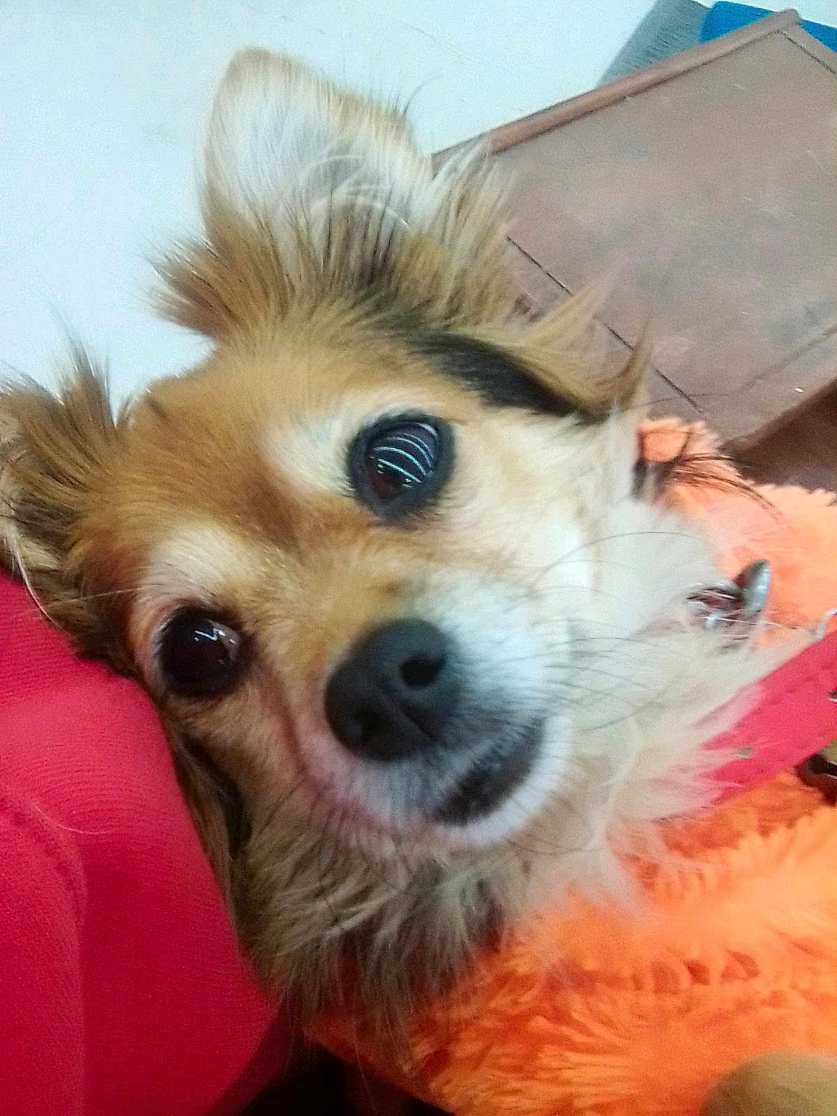 Sparky joined the competition — help win amazing prizes! dog, close_up, animal, pet, fur, ears, eyes, nose, blanket, orange, red, cute, domestic_animal, portrait, indoor, cozy, fluffy, whiskers, snout, friendly